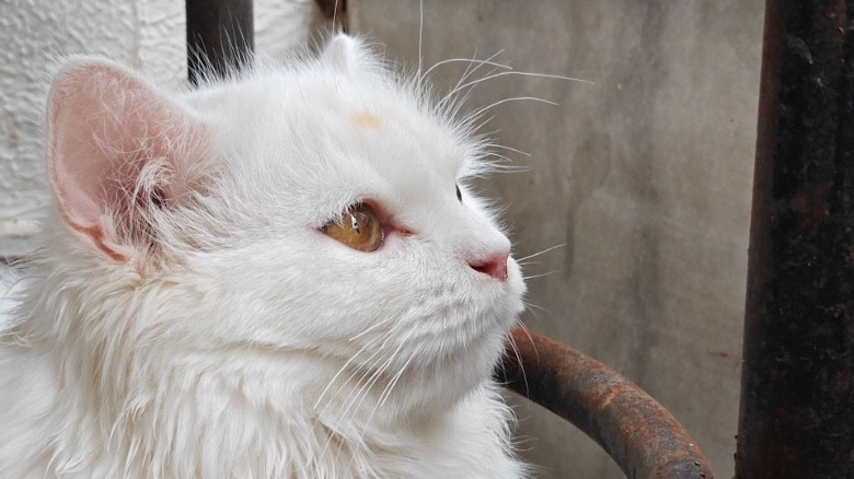 Camera sample OnePlus Nord 4