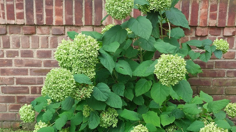 flowers by brick wall