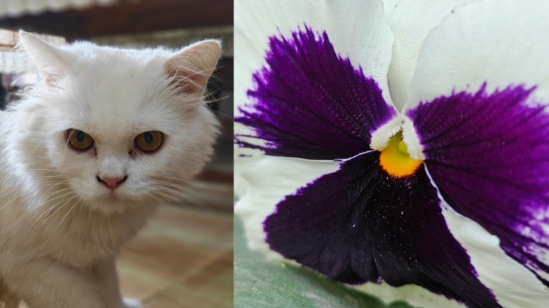 Closeup camera samples taken from OnePlus 13.