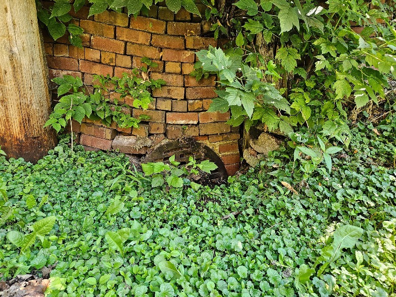 drain under bricks in wildlife
