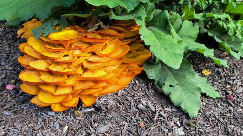 Photo of orange mushrooms
