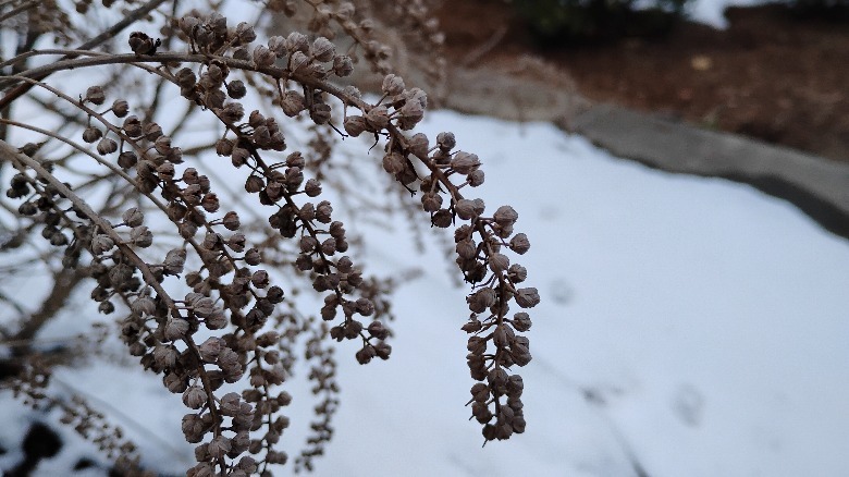 Moto G Play (2024) closeup image of a plant.