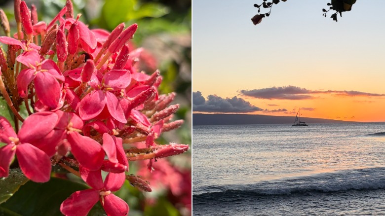 Closeup of a flower and sunset over the ocean