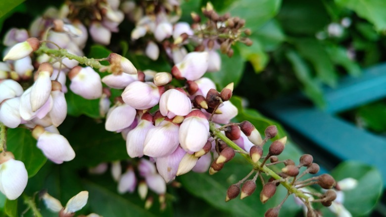 Portrait camera sample from Realme 14 Pro+.