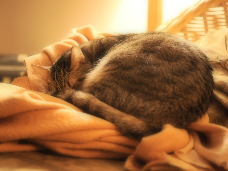 Cat bundled up sleeping on a blanket