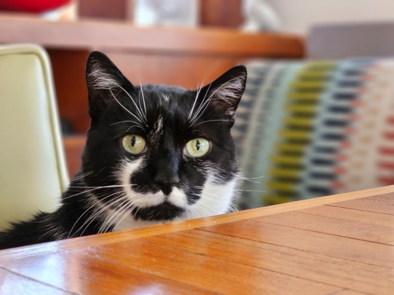 Galaxy S23 Ultra portrait photo