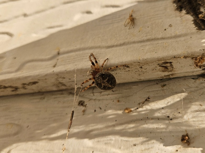 spider on metal house siding