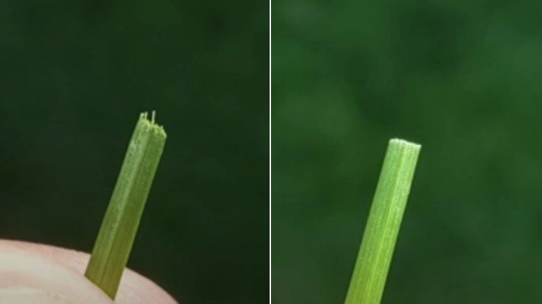 One blade of grass with a rough cut by a rotary mower compared to another with a clean cut by a reel mower.