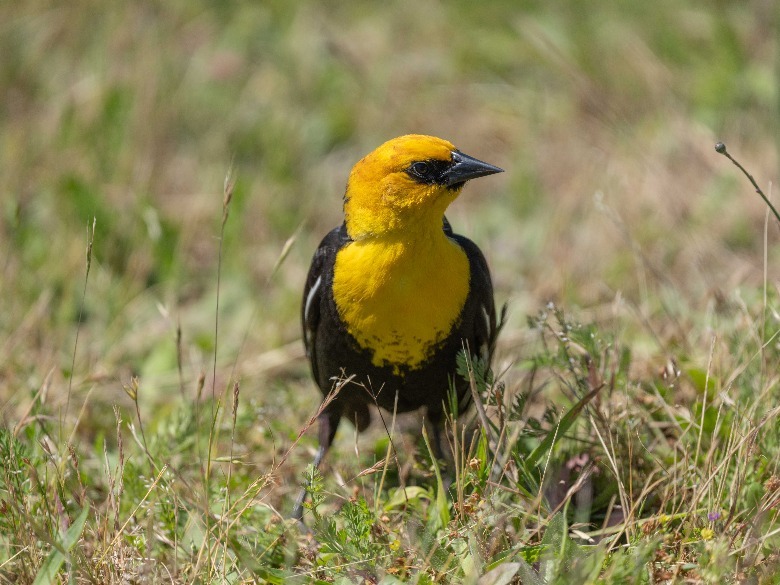 yellow bird on ground