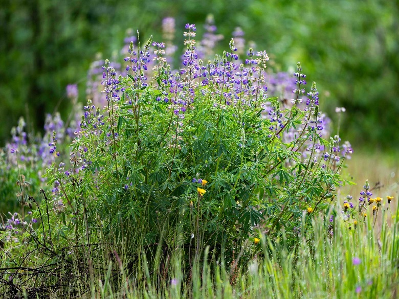 flowers in field