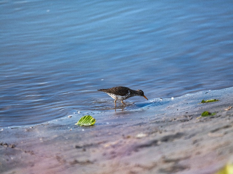 bird on beach