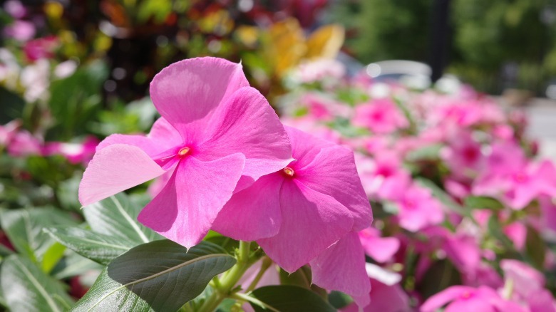 GR IIIx sample photo