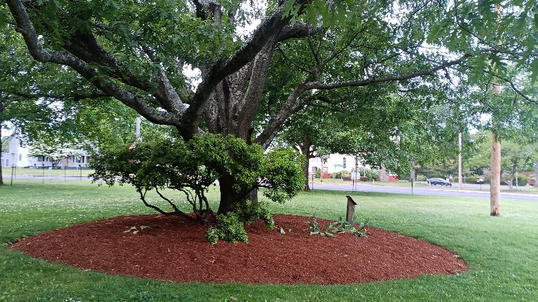 Unihertz Jelly Star picture of trees