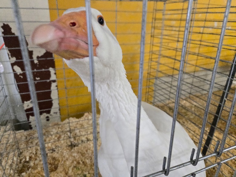 goose in cage