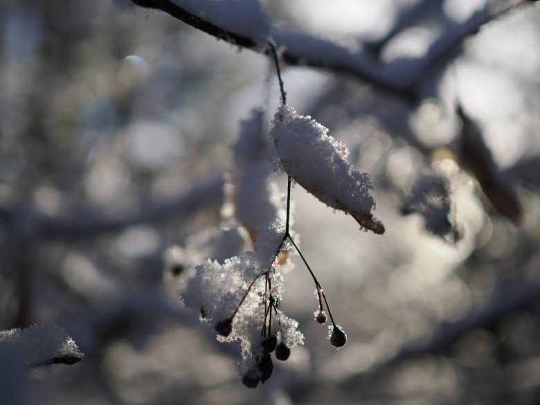 Close up of snow covered tree buds