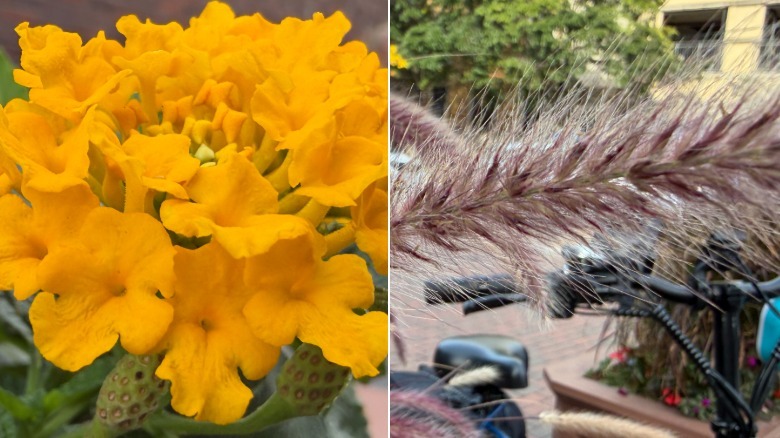 Two photos of flowers