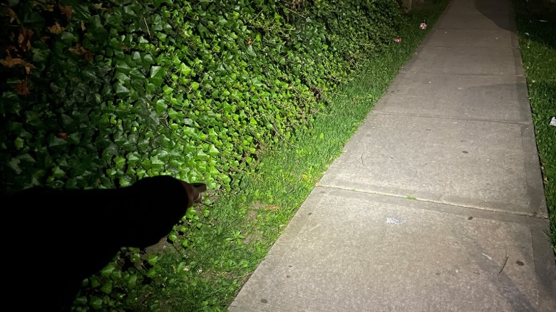 Sidewalk lit by flashlight