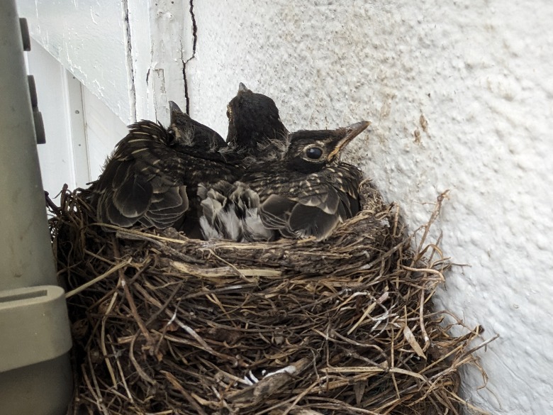 Baby robins in nest