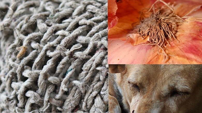 Oppo Find X8 Ultra camera sample.