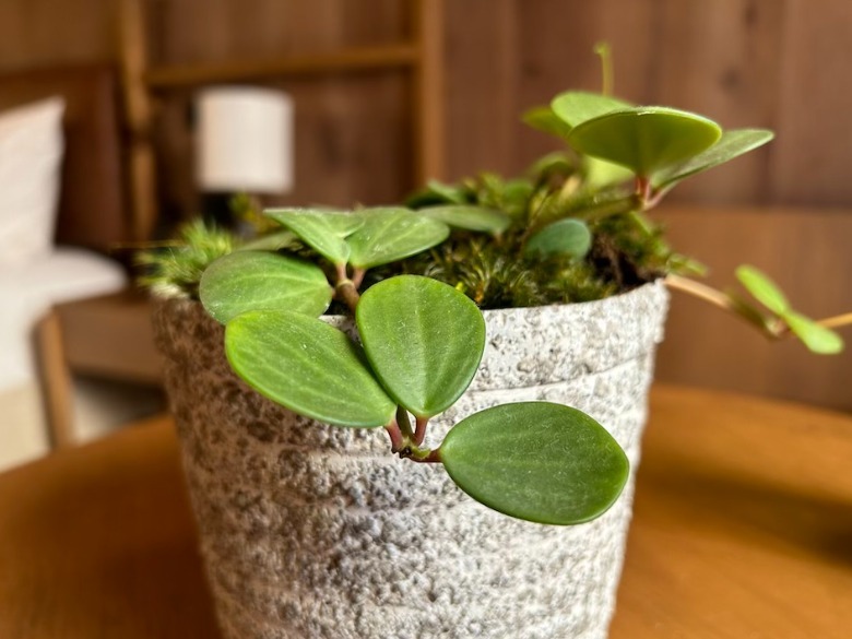 iPhone 14 Plus macro sample