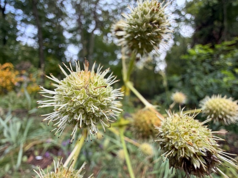 Macro image of plant taken on iPhone 17 Pro Max