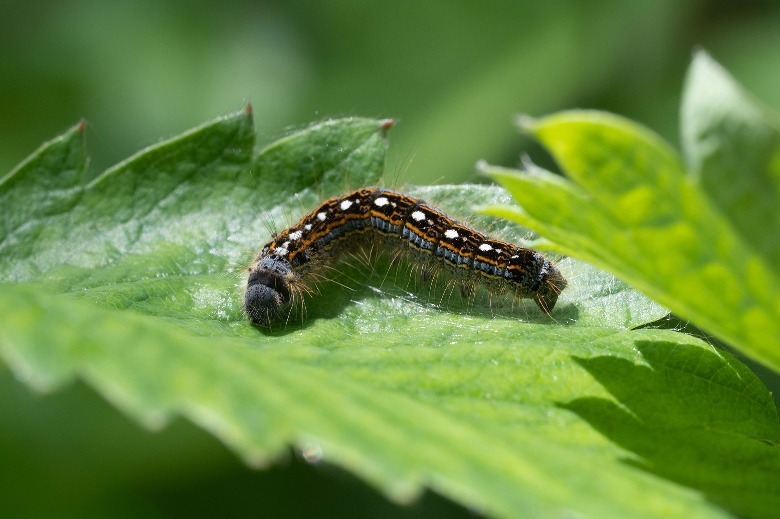 caterpillar on leaf