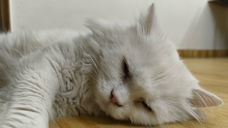 Camera sample from CMF Phone 2 Pro.