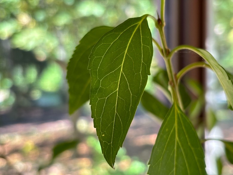 iPhone 15 camera sample