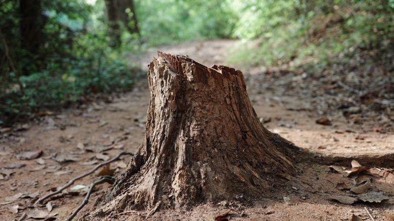 GR IIIx sample photo