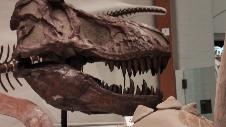 A 4x zoom on a dinosaur skull with the HMD Skyline.