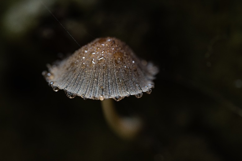mushroom