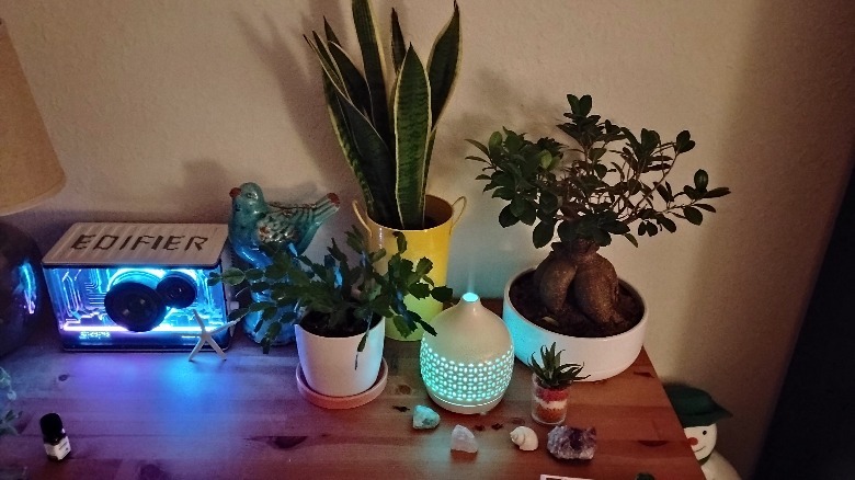 Moto G Play (2024) night shot of plants on a wooden table.