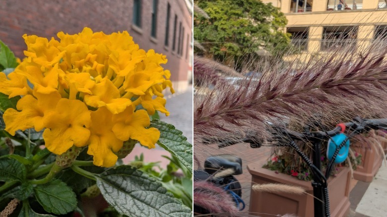 Two photos of flowers