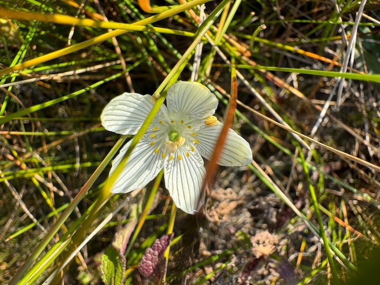 iPhone 15 Pro Max macro sample