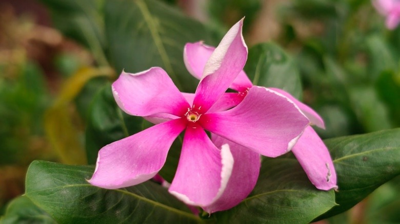 Camera sample OnePlus Nord 4