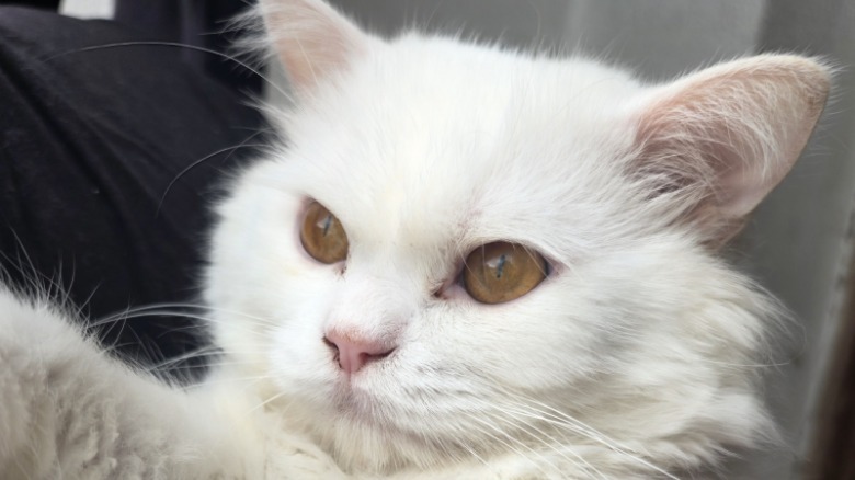 Camera sample from Samsung Galaxy Z Fold 7.