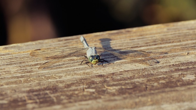closeup of a dragonfly
